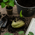 Planter chouchou avec outils et pousses
