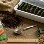Quand semer les carottes : graines et semis en châssis