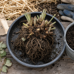 Que faire des vieux fraisiers : fraisiers fatigués à recycler en compost