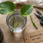 Bouture dans l’eau : combien de temps pour voir les racines (pothos en verre)