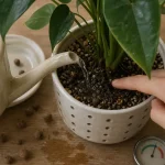 Comment arroser ses plantes d'intérieur : test du doigt et température du terreau