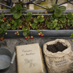 Plantation fraisier en hauteur : gouttière-jardinière avec fraisiers