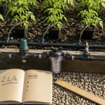 Arrosage automatique tomates : goutte-à-goutte, débit et timing